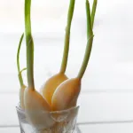 garlic sprouts in the glass with water