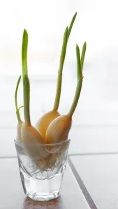 garlic sprouts in the glass with water