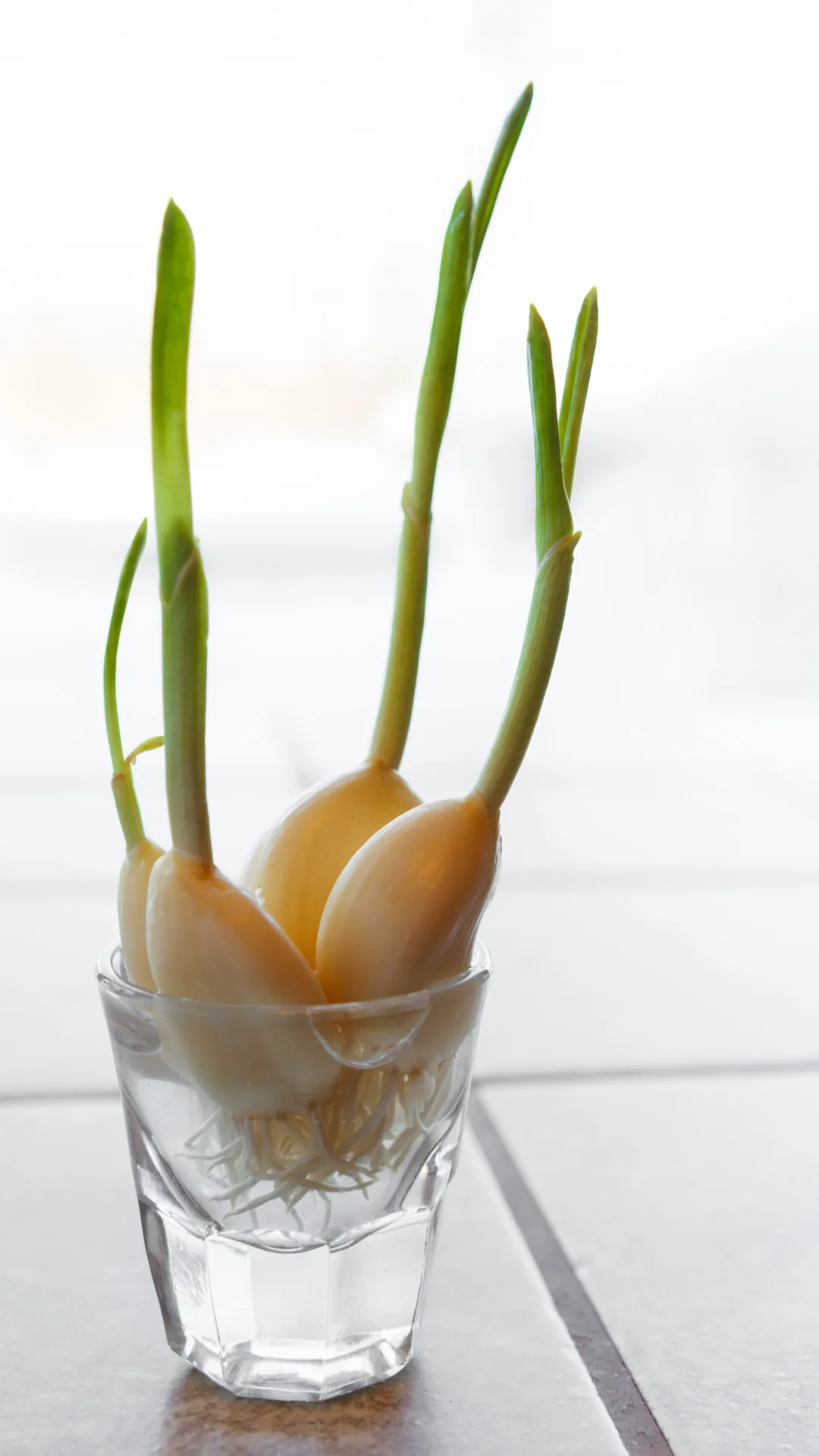 garlic sprouts in the glass with water