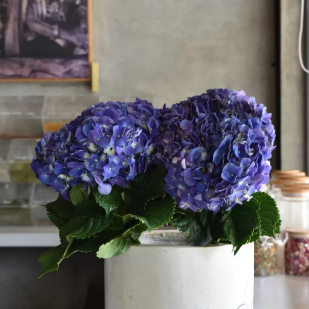 Purple Hortensia