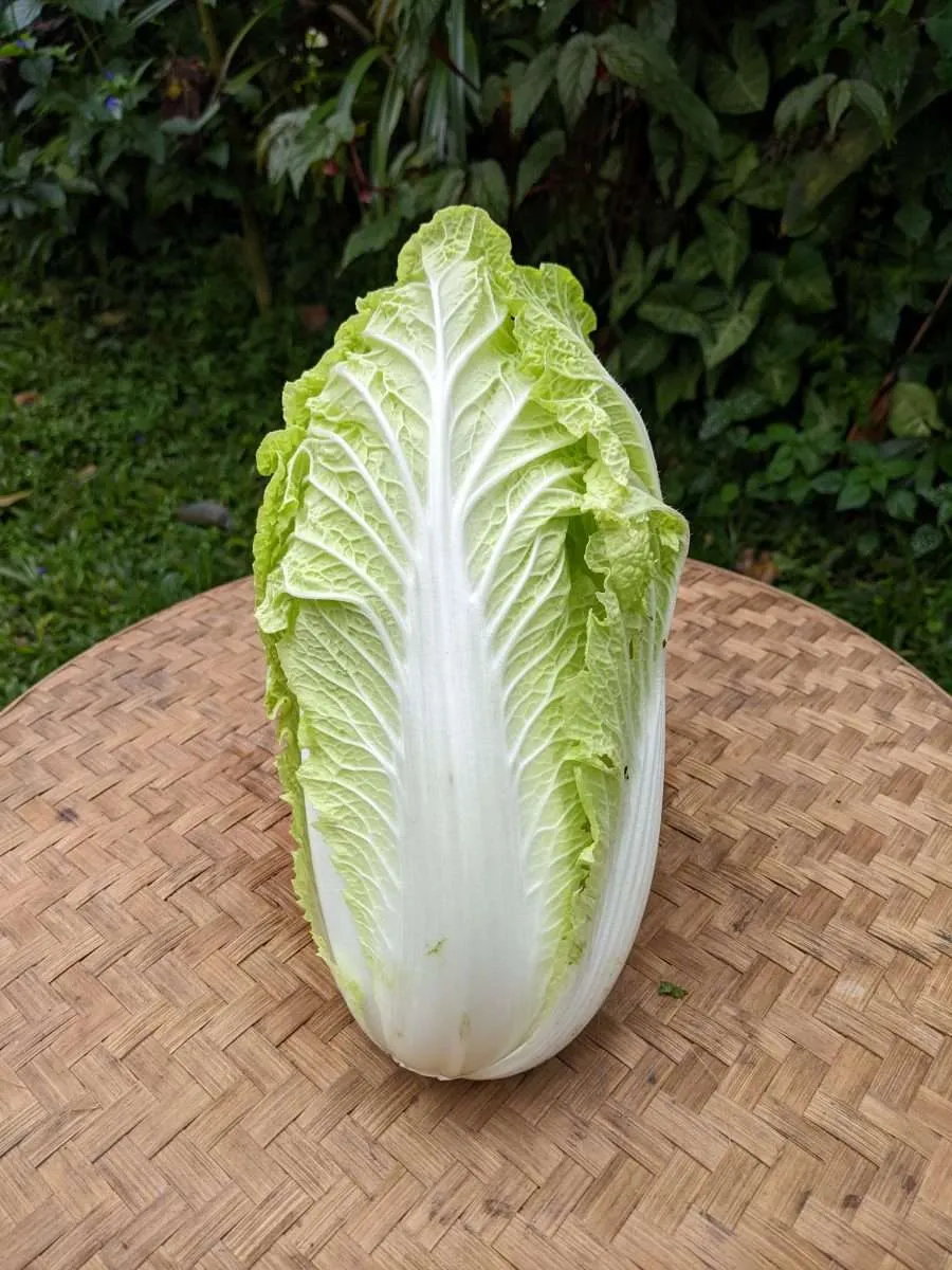 Natural Chinese Cabbage