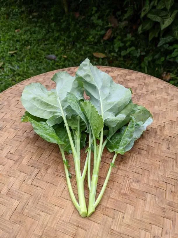 Chinese kale