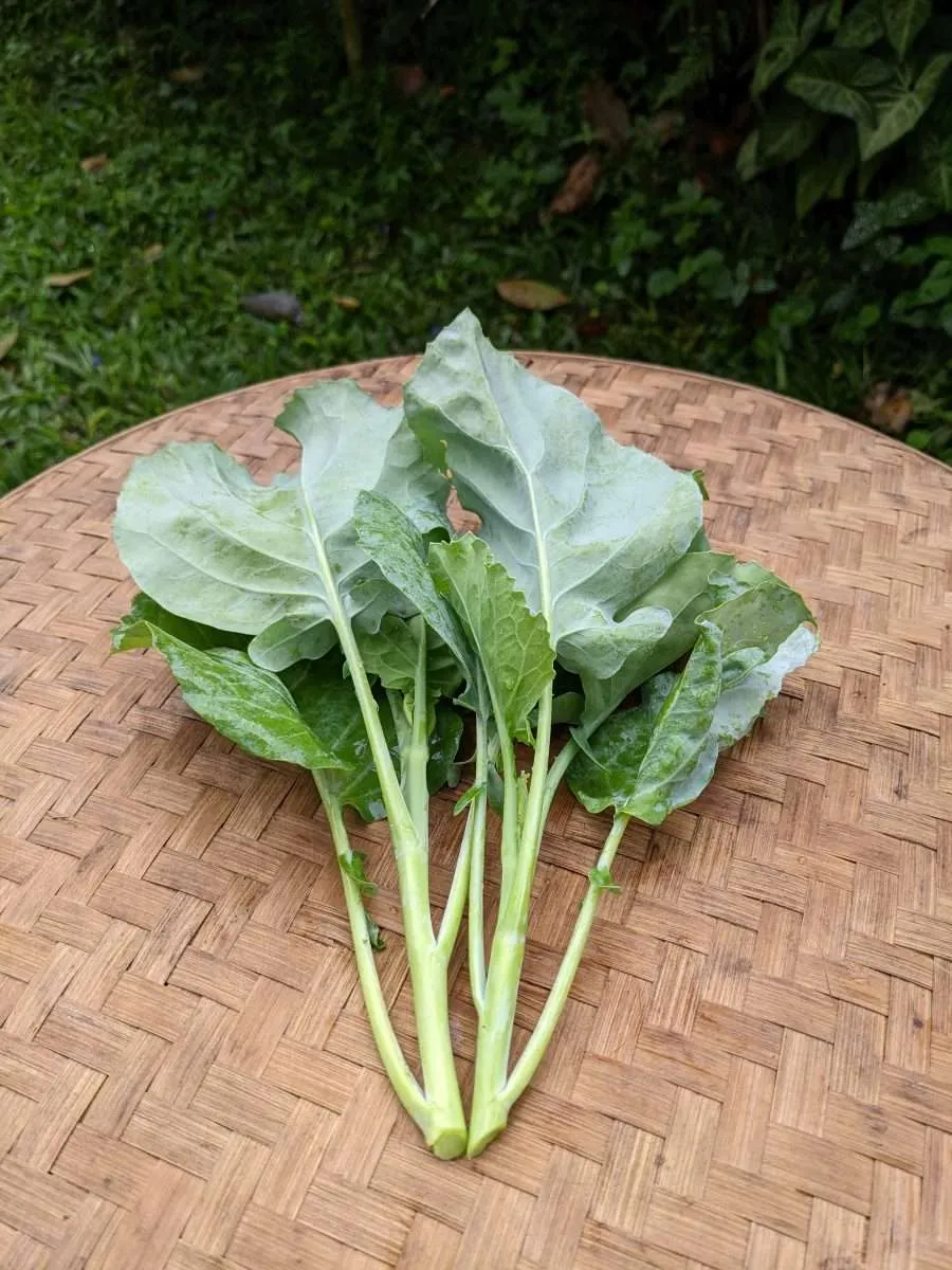 Chinese kale