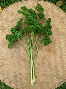 Natural Parsley Italy
