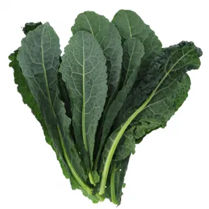 Natural Lacinato Kale