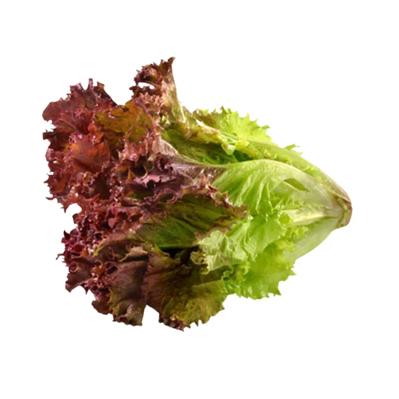 Natural Lettuce Red