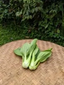 Natural Baby Pokcoy