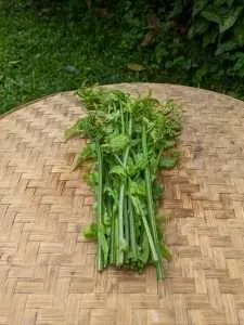 Natural Fern