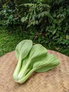 Natural Pokcoy
