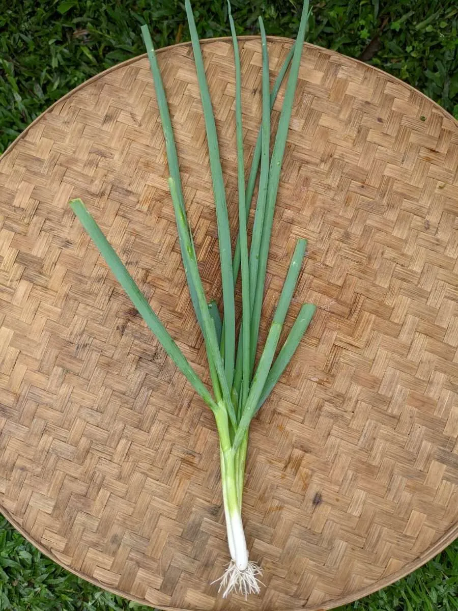 Natural Spring Onion