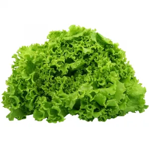 Natural Lettuce Green