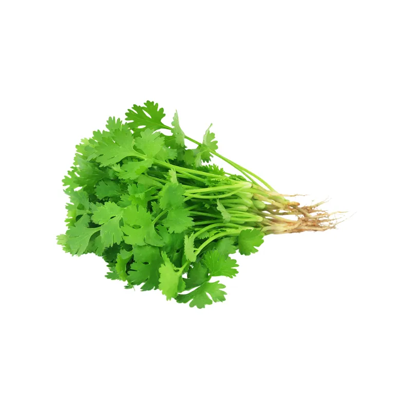 Hydro Coriander from Bali Grown