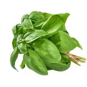 Hydro Genovese Italian Basil from Bali Grown