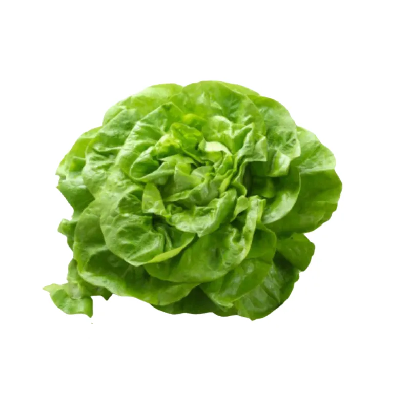 Hydro Green Butterhead from Bali Grown