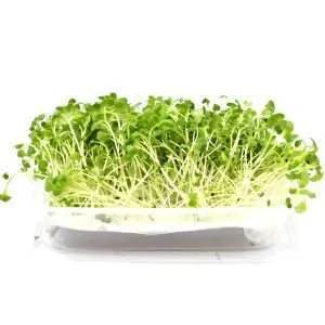 Hydro Microgreens Broccoli from Bali Grown