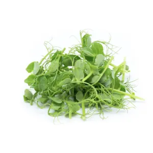 Hydro Microgreens Sweet Pea Shoots from Bali Grown