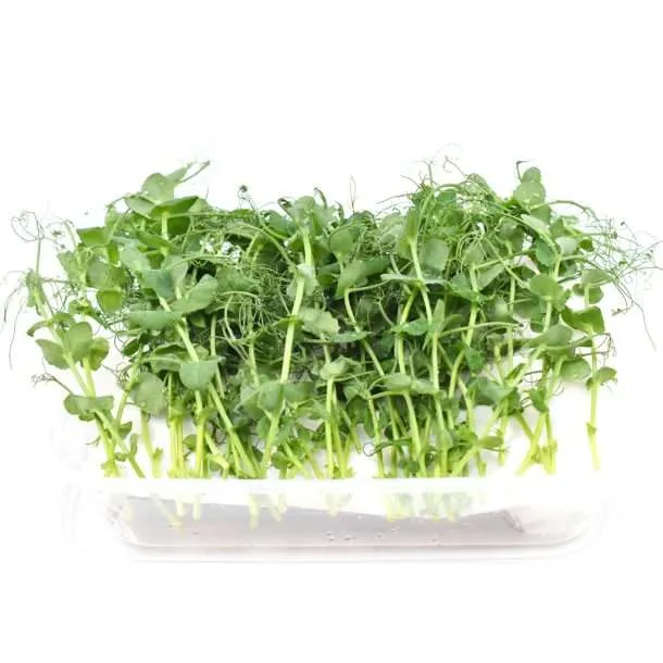Hydro Microgreens Sweet Pea Shoots from Bali Grown