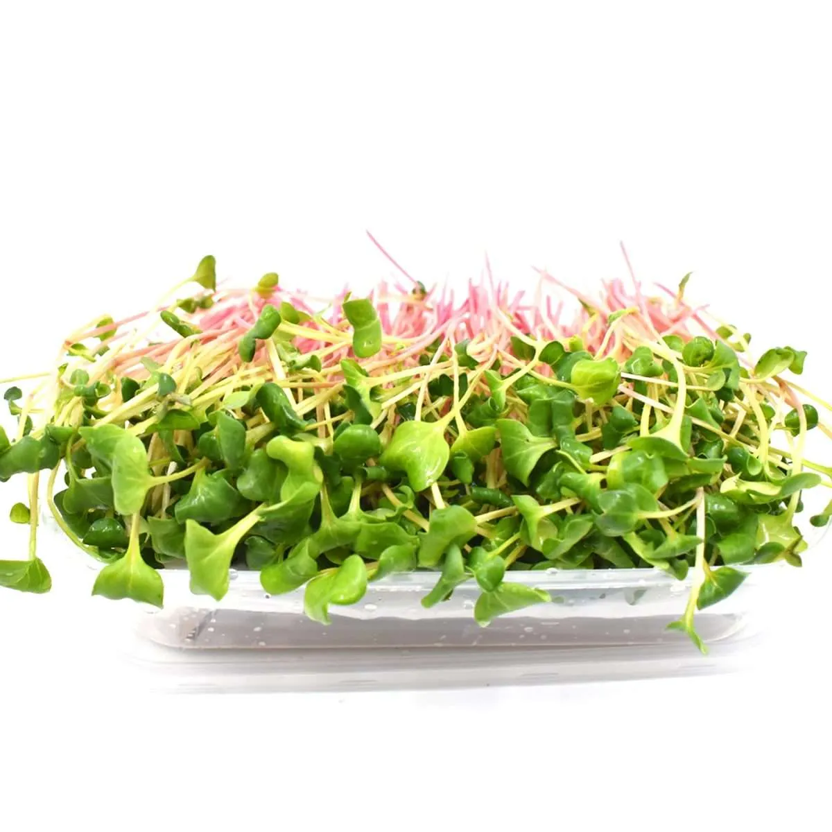 Hydro Pink Radish Microgreen from Bali Grown