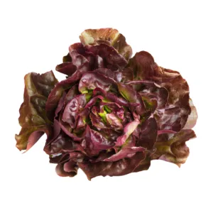 Hydro Red Butterhead from Bali Grown