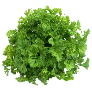 Italian Parsley