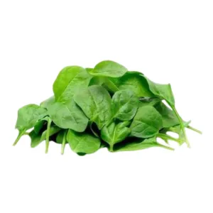 Hydro Baby English Spinach from Bali Grown