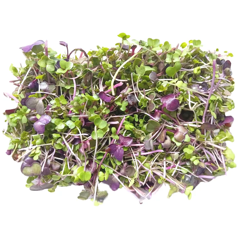 Hydro Microgreens Superfoods Mix