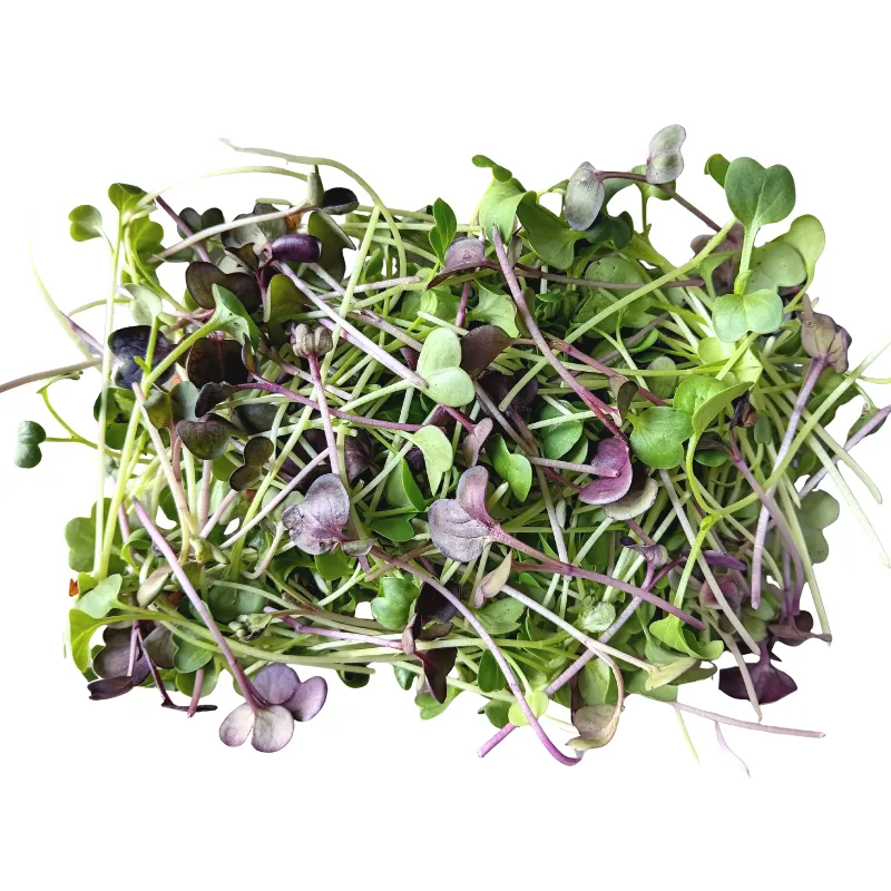 PRF Hydro Microgreens Radish 50g