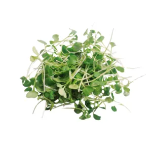 Hydro Microgreens Mustard from Bali Grown